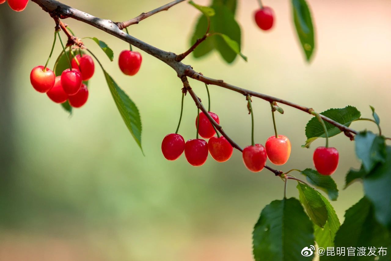 昆明官渡发布