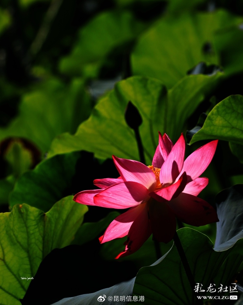 昆明信息港微博