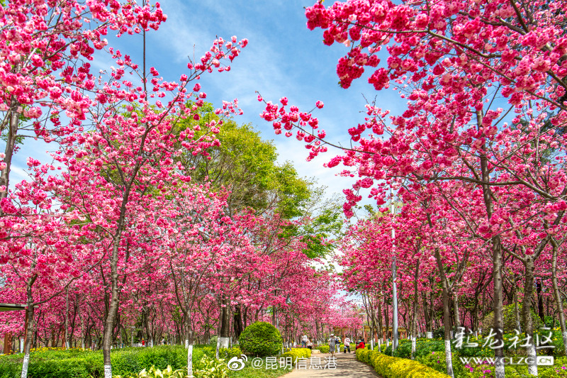 昆明信息港微博