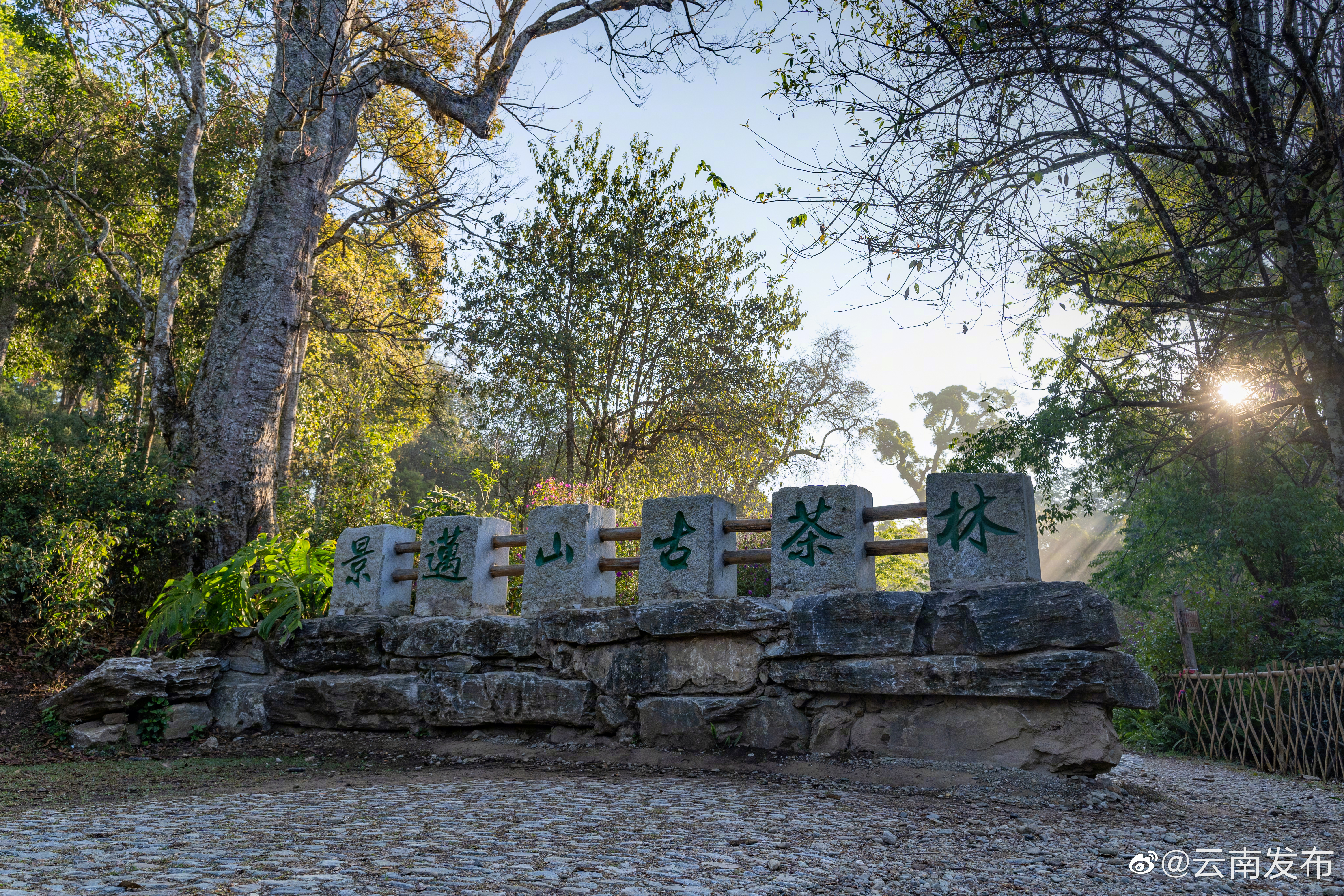 走进普洱，来一场“寻根探祖”的普洱茶之旅