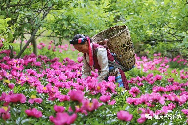 迪庆日报传媒