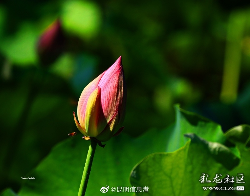 昆明信息港微博