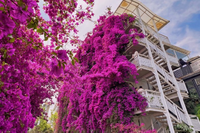 有一种叫云南的生活 | 三角梅瀑布 昆明为你种下的夏日浪漫 - 资讯