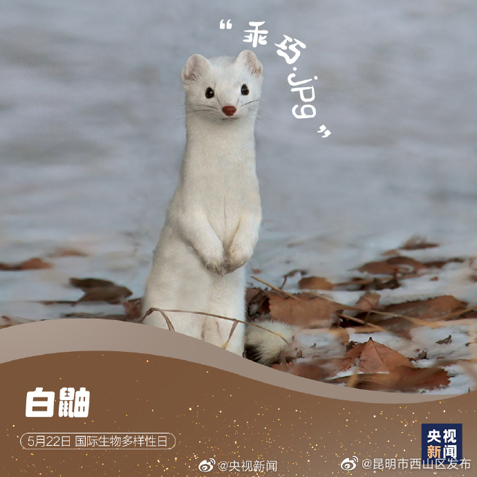 昆明市西山区发布