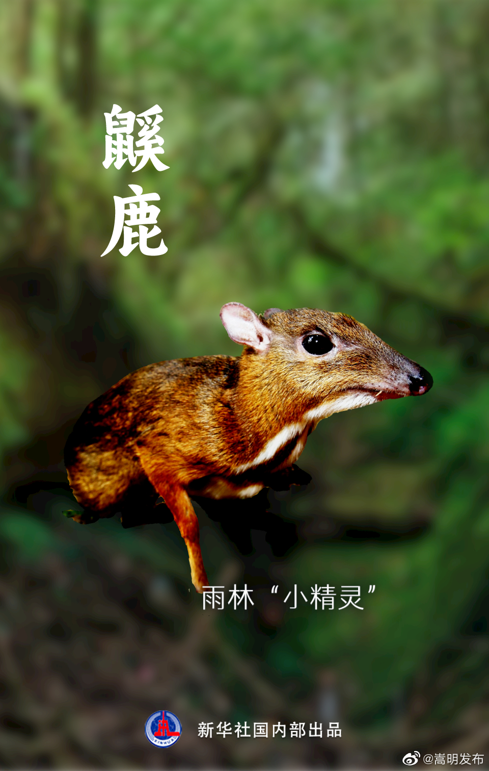嵩明发布