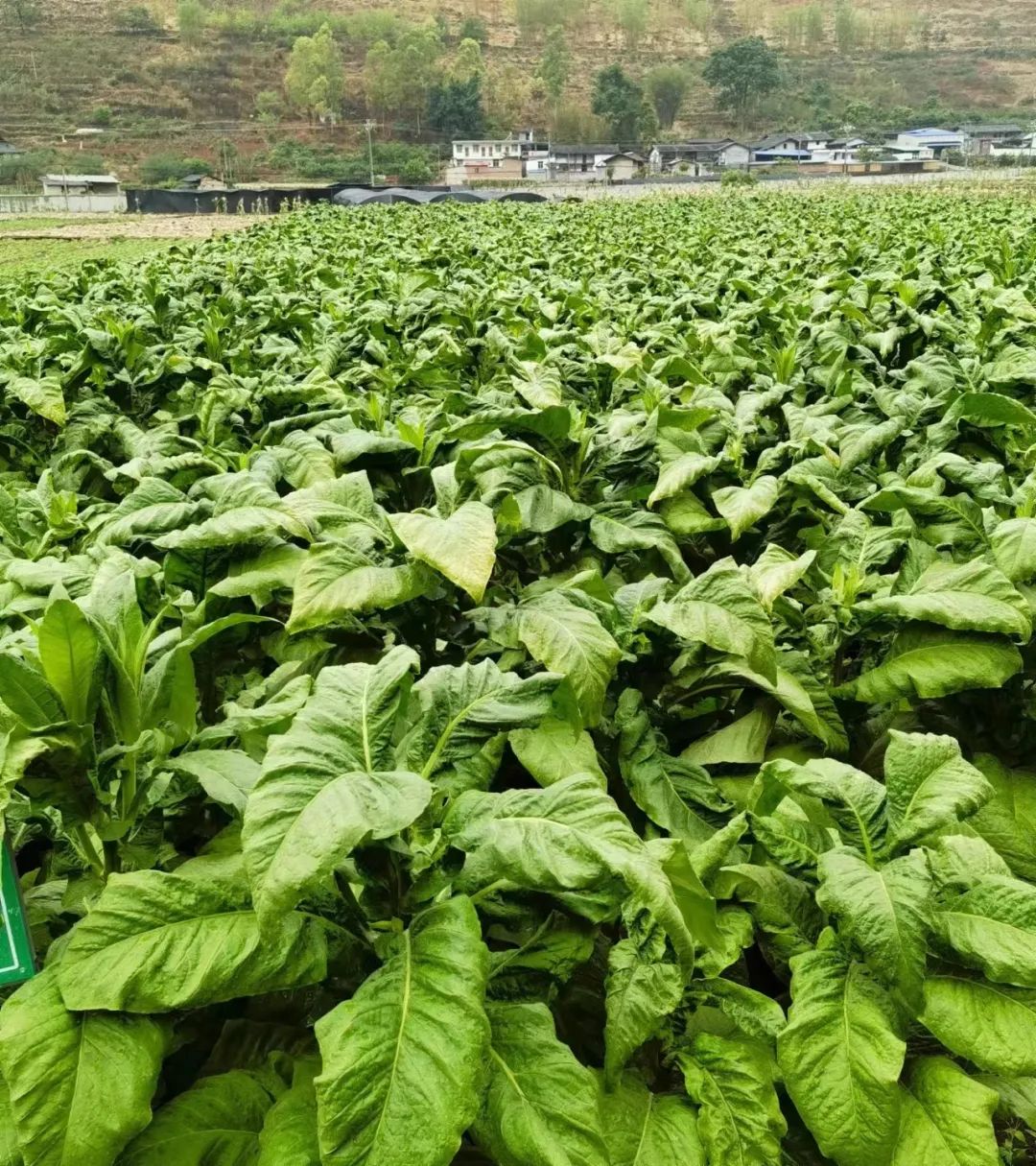 丽江日报