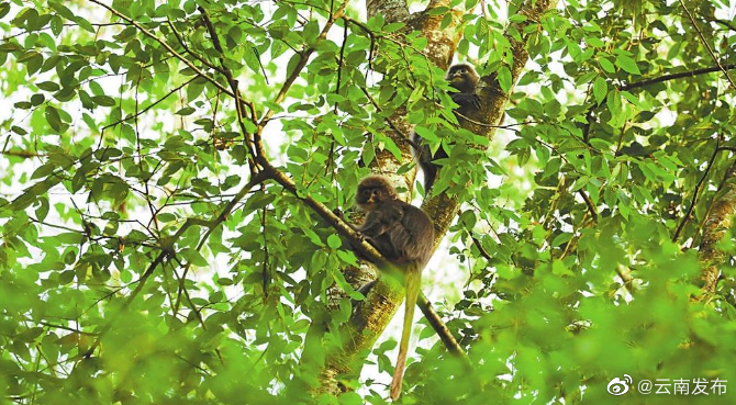 云南保山龙陵菲氏叶猴呈恢复性增长