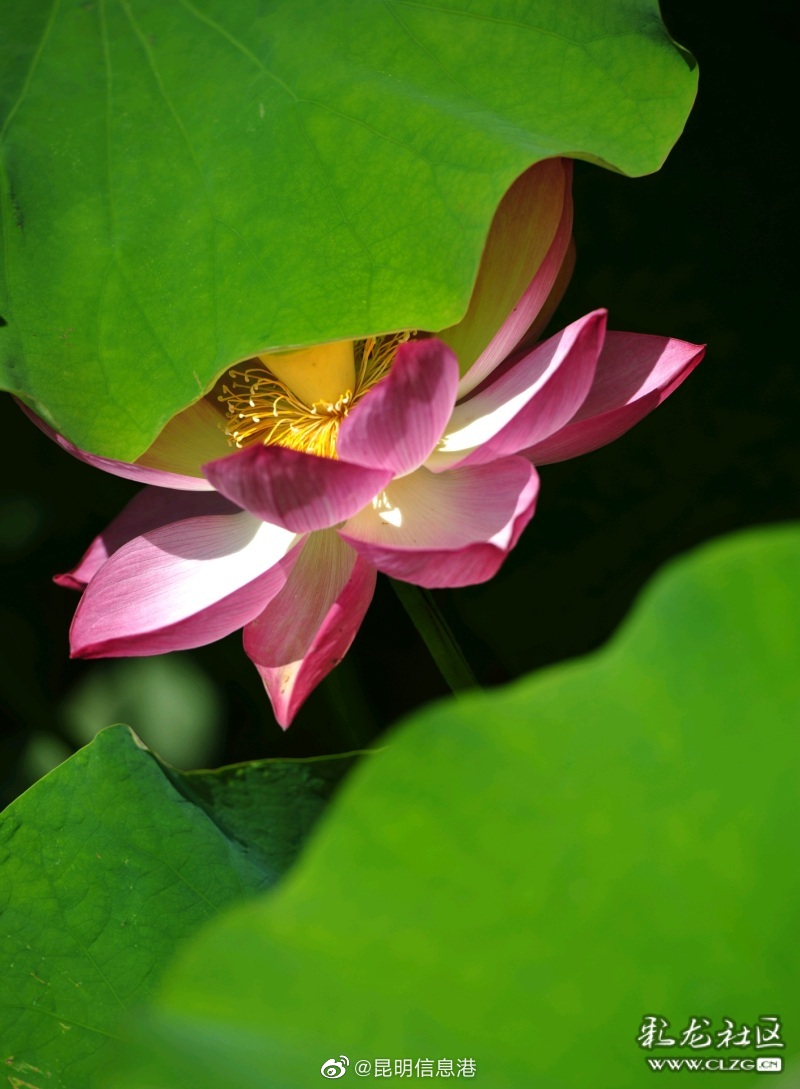 昆明信息港微博