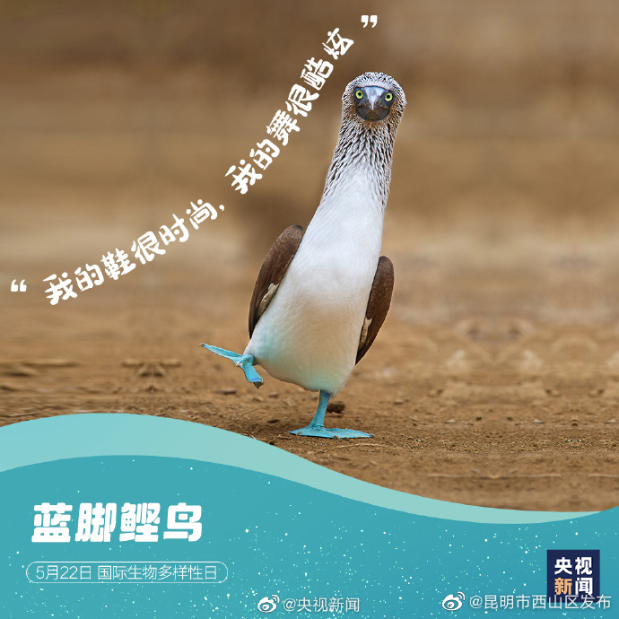 昆明市西山区发布