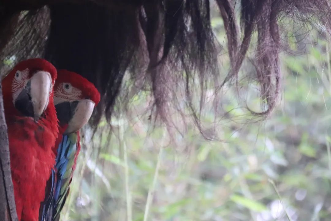 云南野生动物园