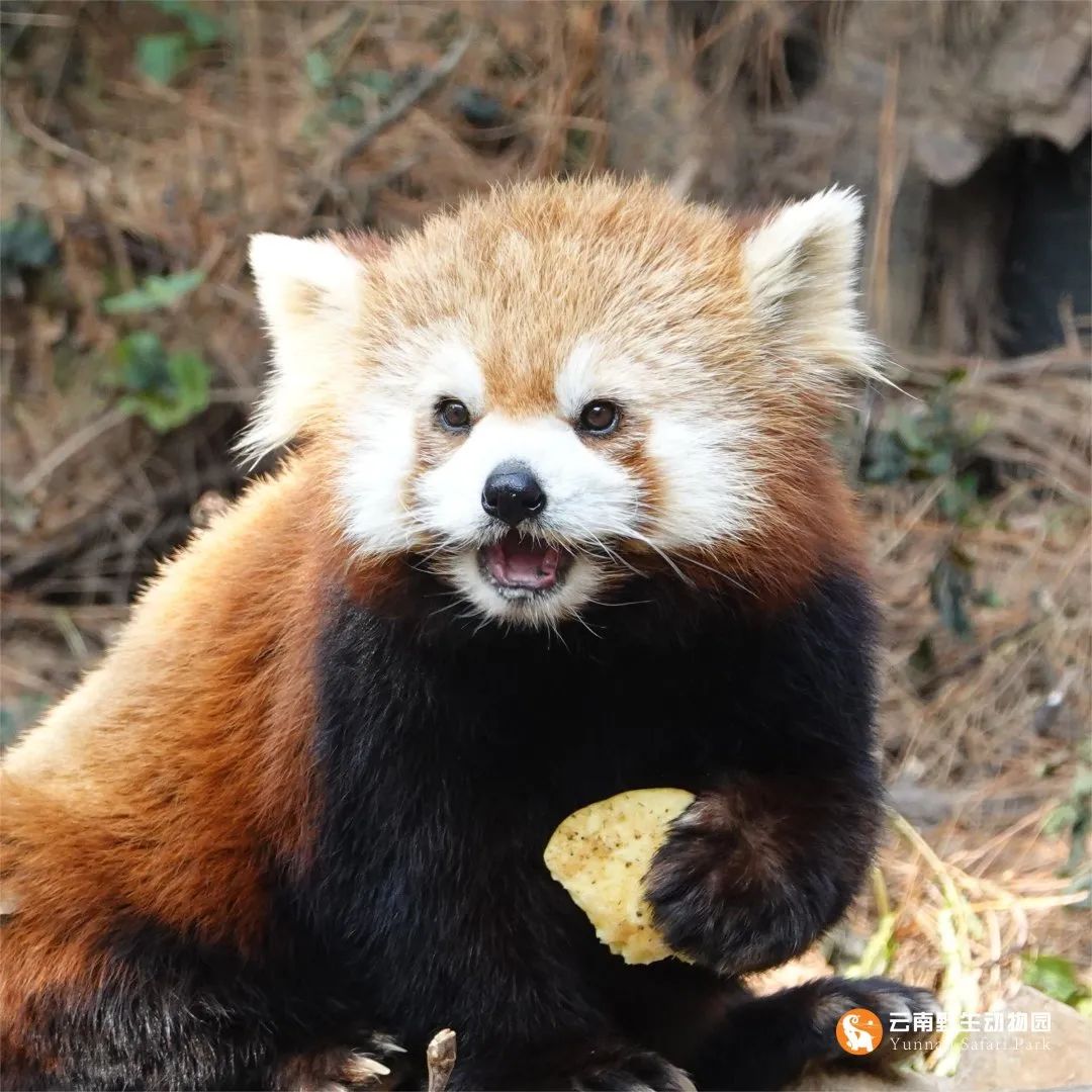 云南野生动物园