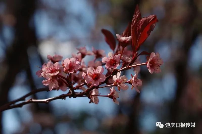 迪庆日报传媒