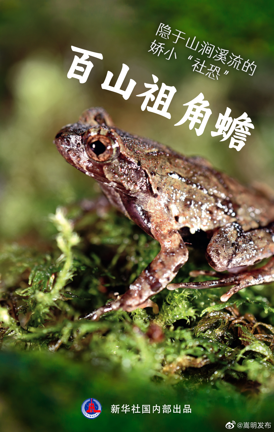 嵩明发布