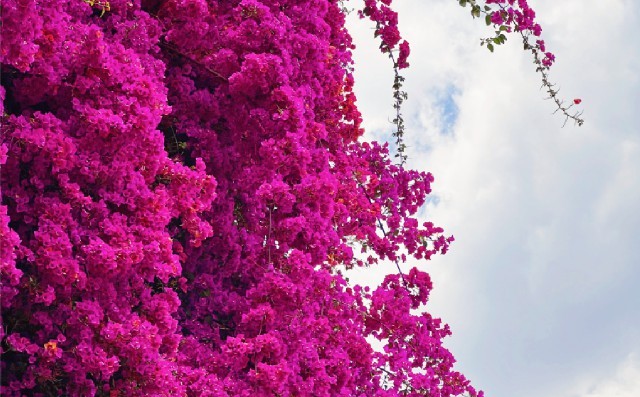 云南省文化和旅游厅