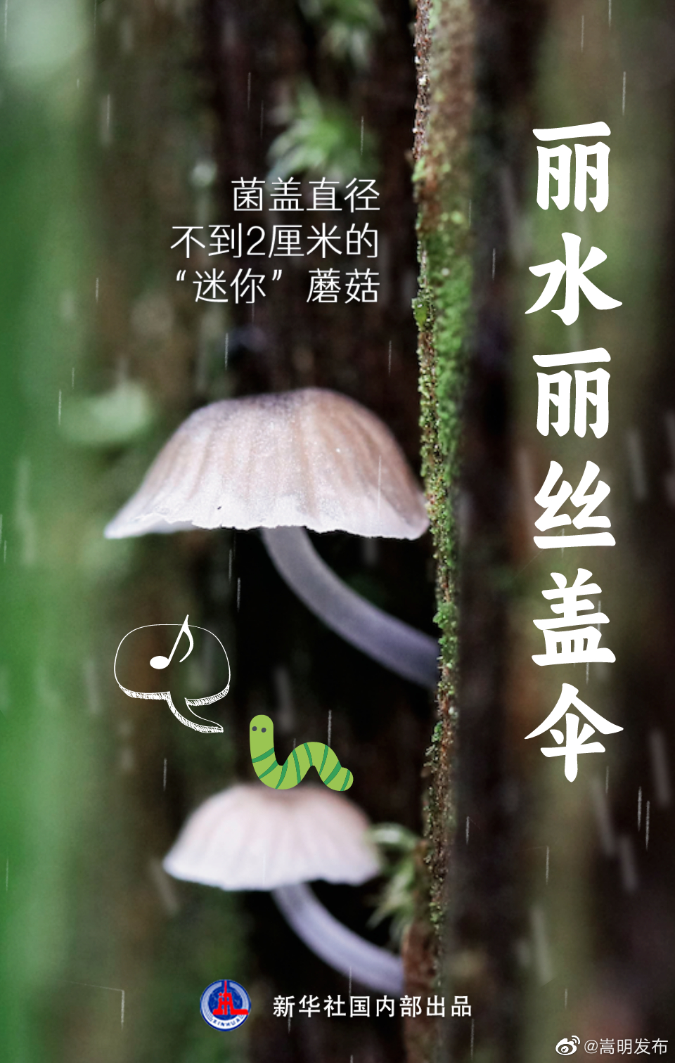 嵩明发布