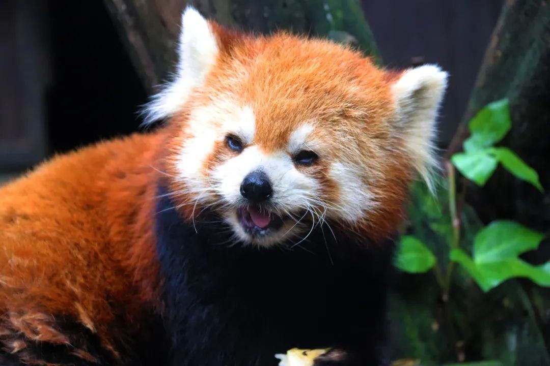 云南野生动物园