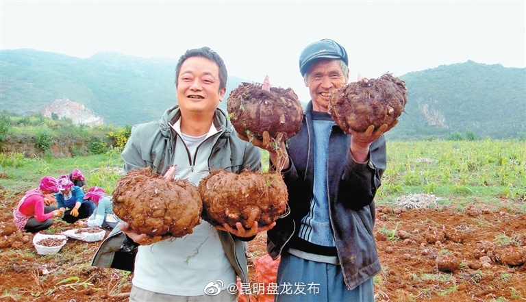 “土疙瘩”变身“金元宝”