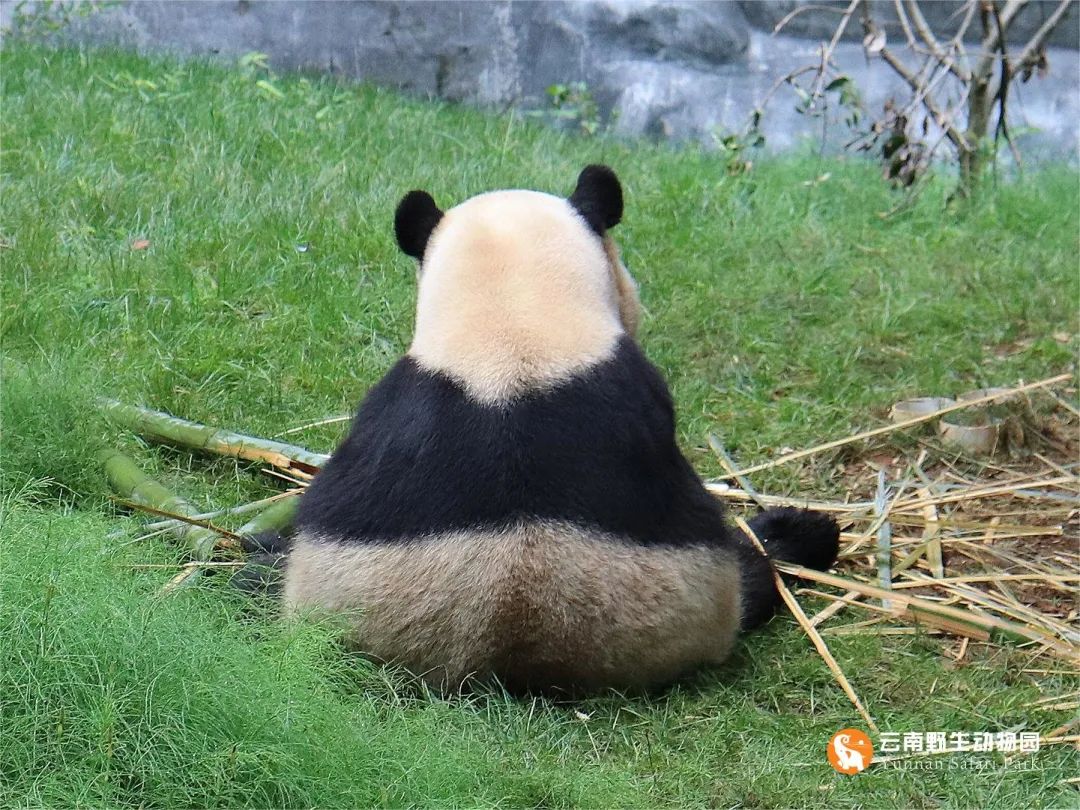 云南野生动物园