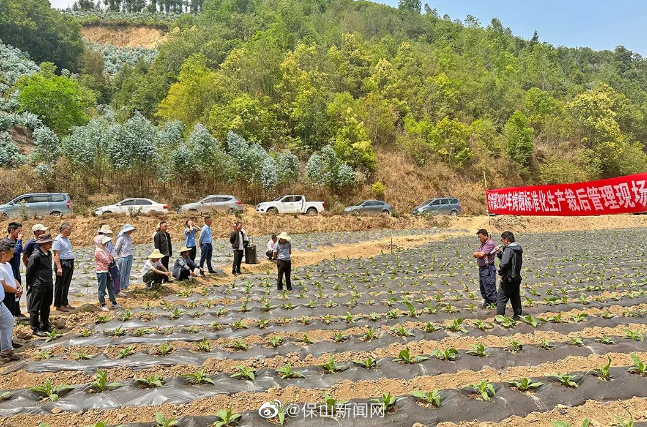 翁堵：烤烟栽后管理有“技术套餐”