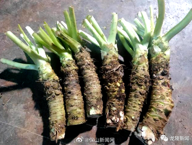 保山新闻网