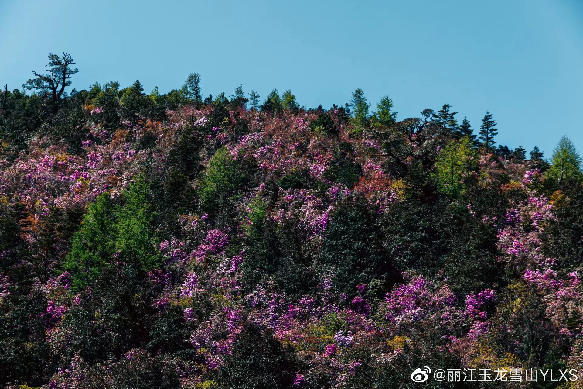 丽江玉龙雪山YLXS