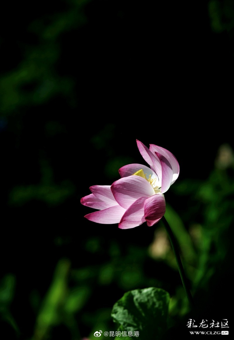 昆明信息港微博