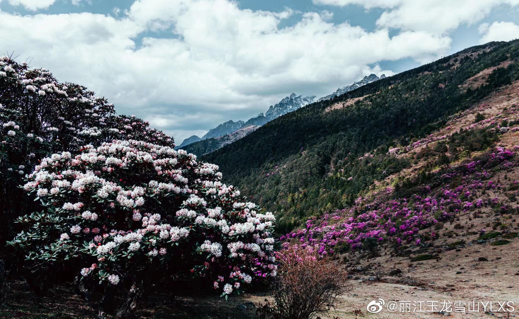 丽江玉龙雪山YLXS