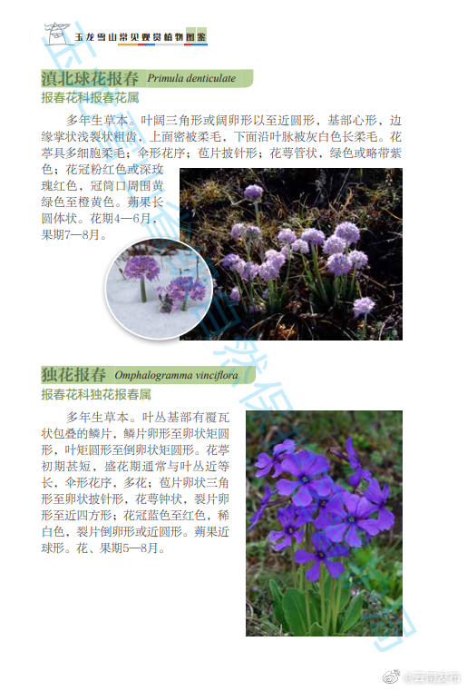 云南发布