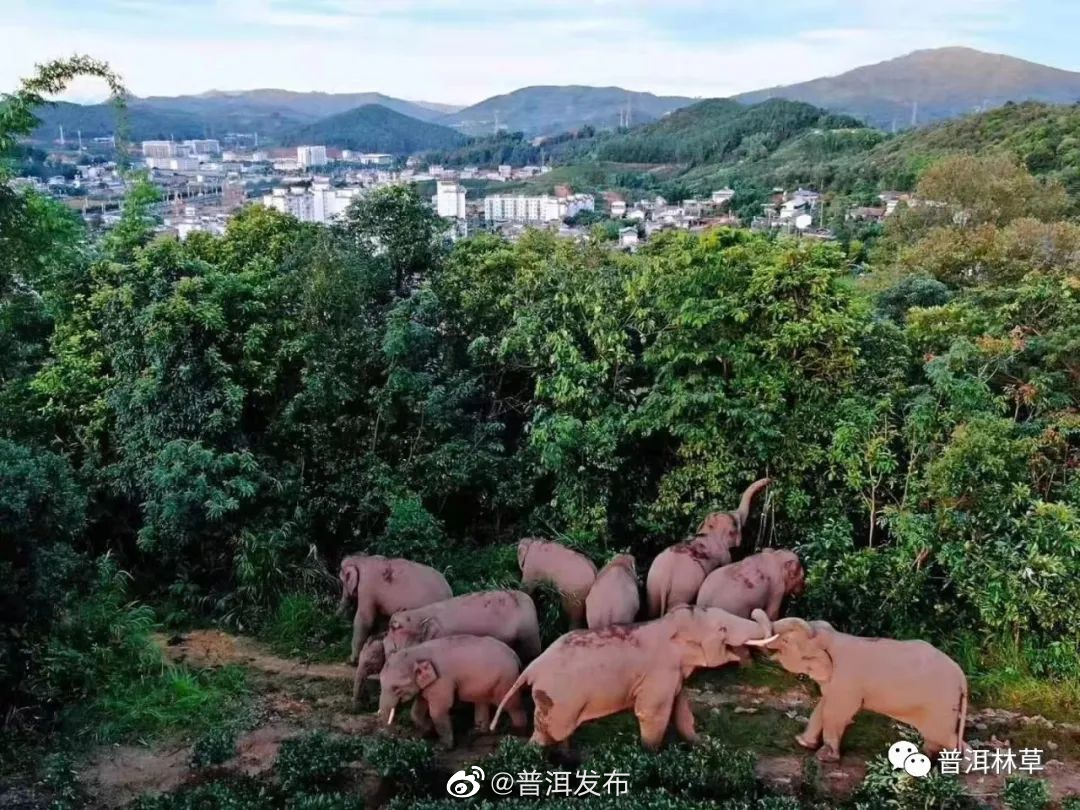 普洱发布