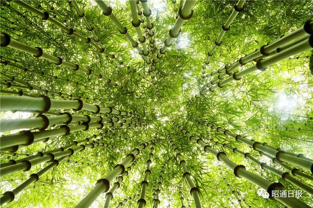 昭通日报