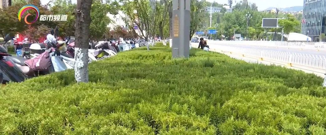 掌上春城