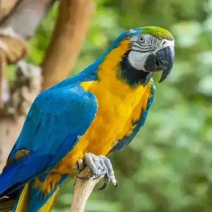 云南野生动物园