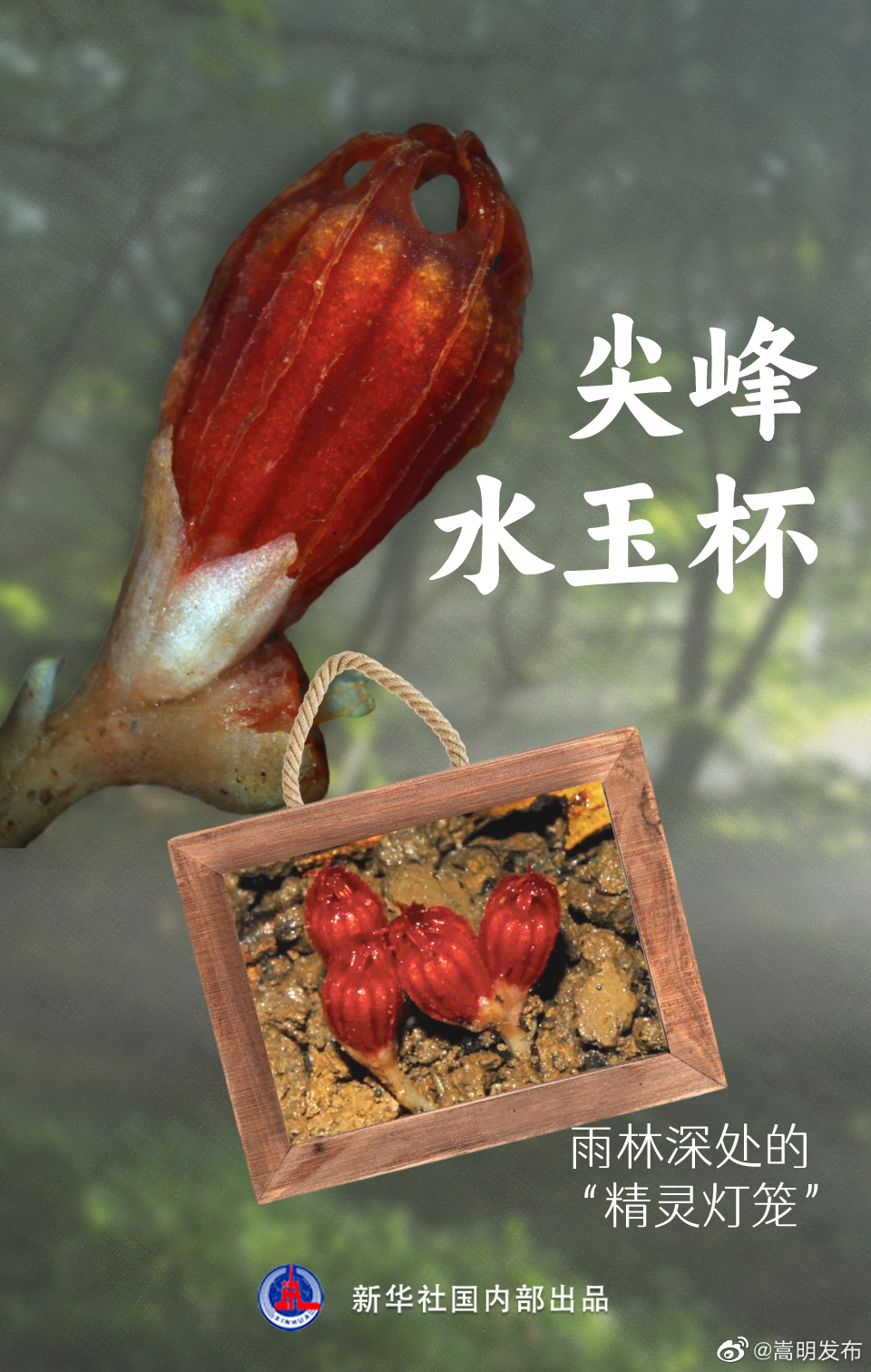 嵩明发布