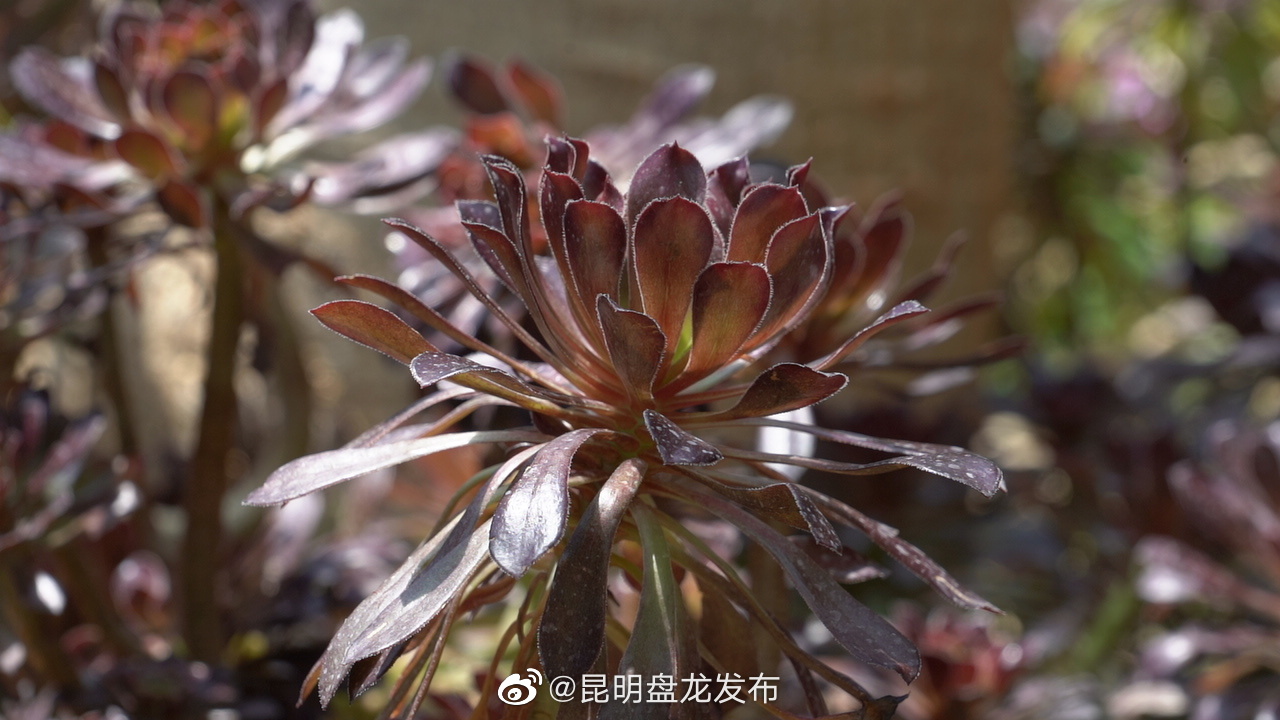 昆明盘龙发布