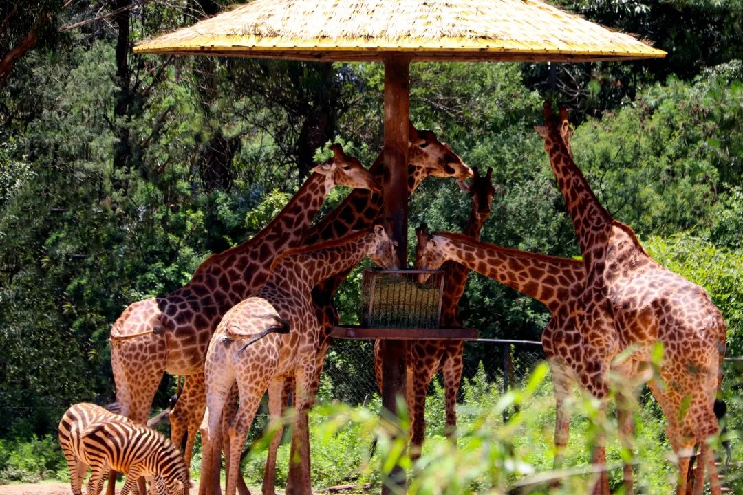 云南野生动物园