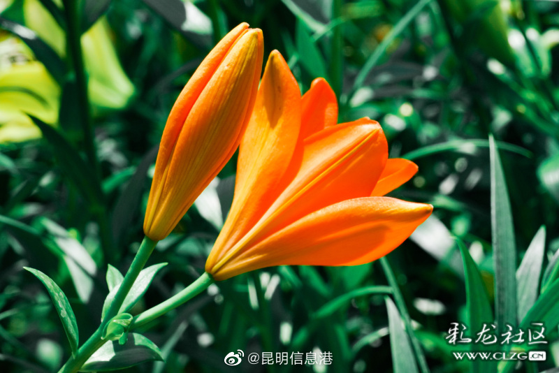 昆明信息港微博