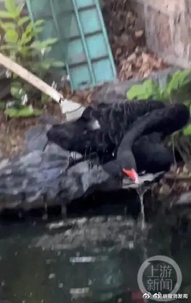 圆明园黑天鹅死于肺部感染