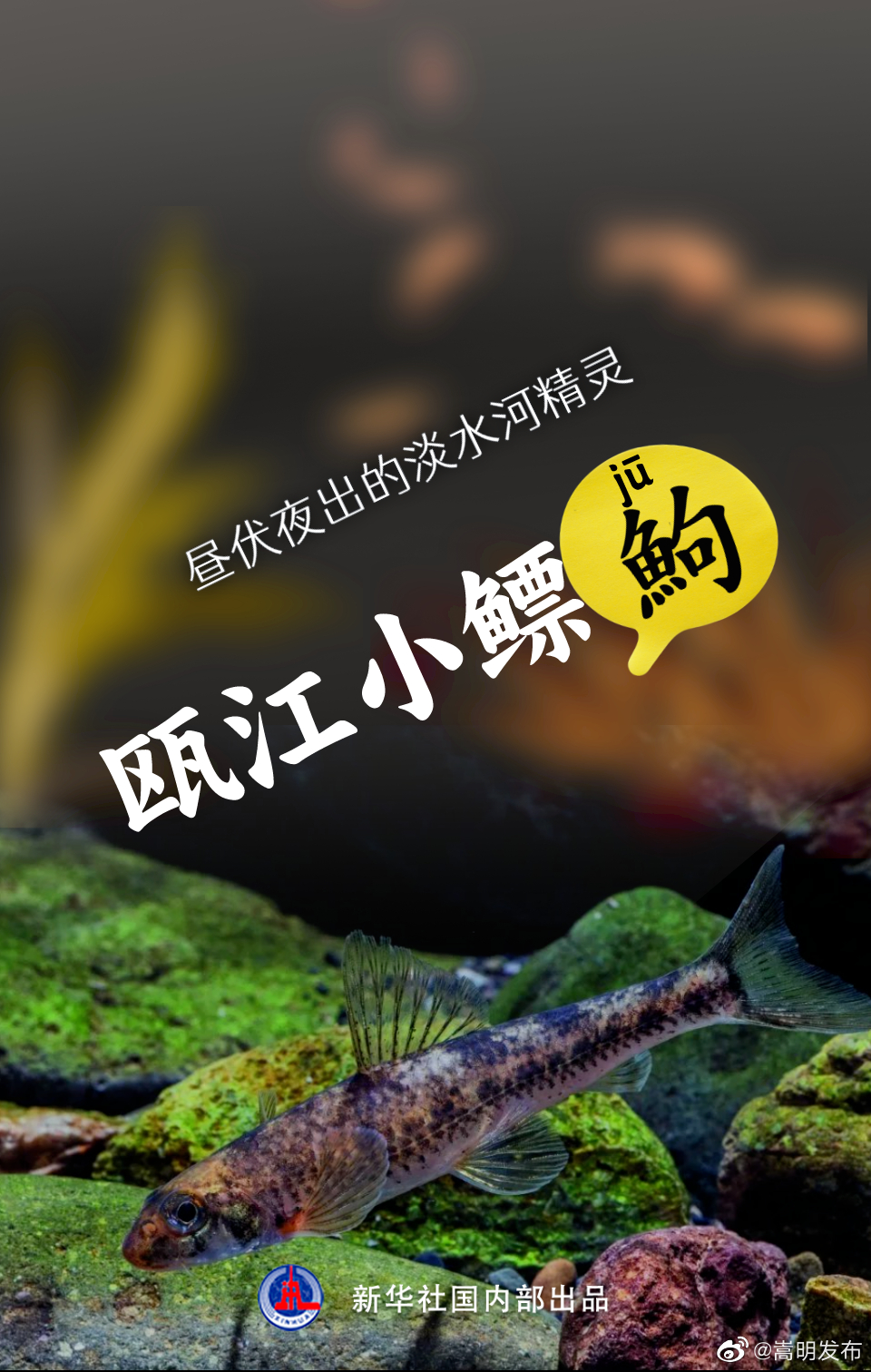 嵩明发布