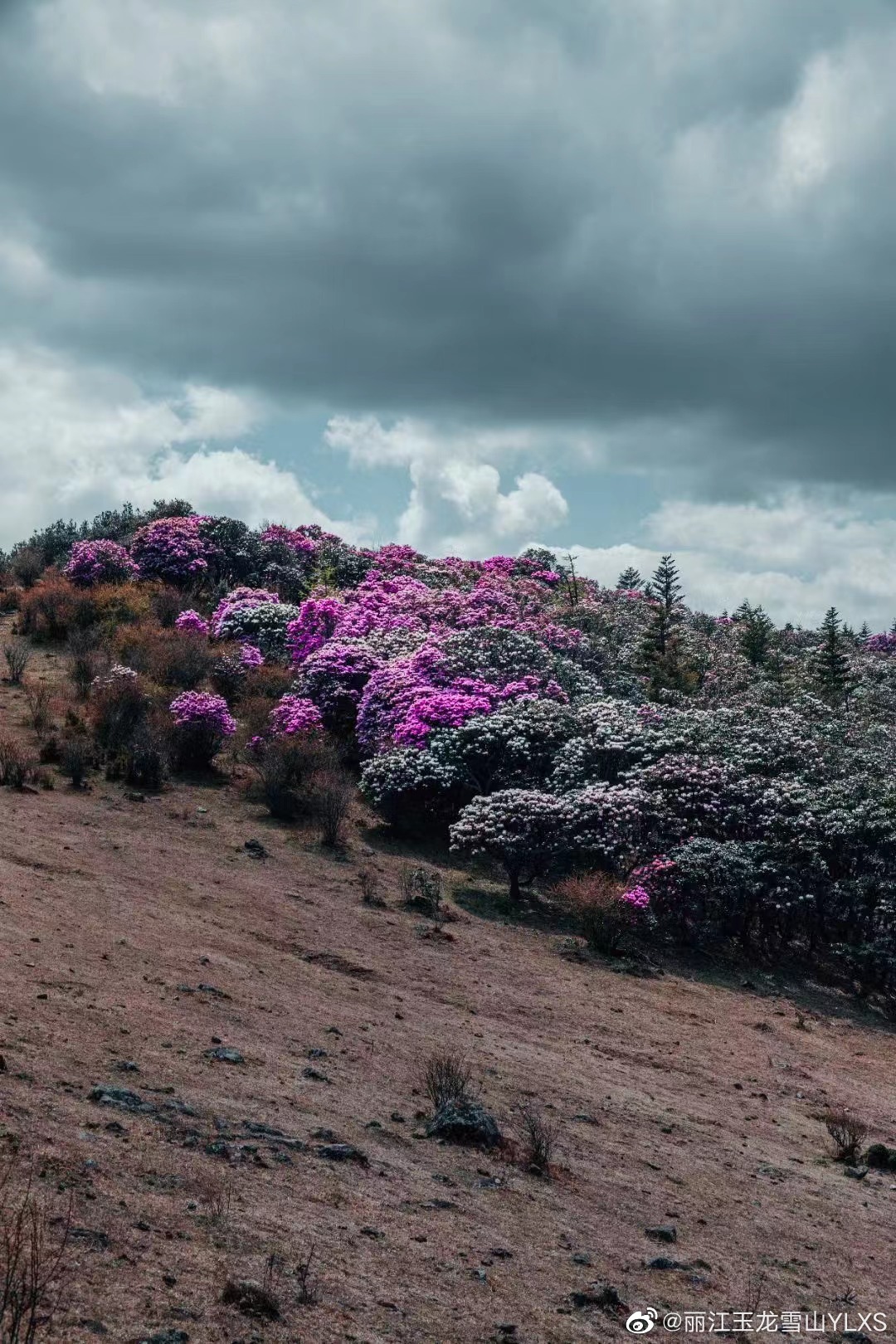 丽江玉龙雪山YLXS