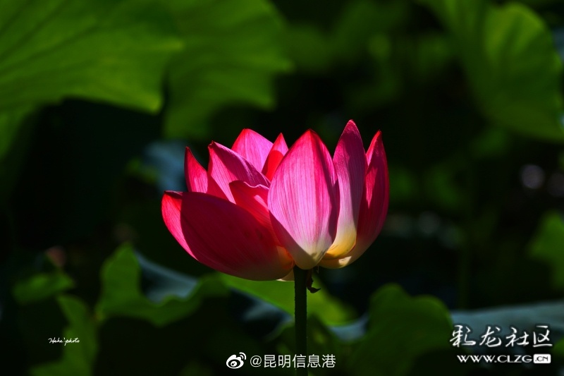 昆明信息港微博