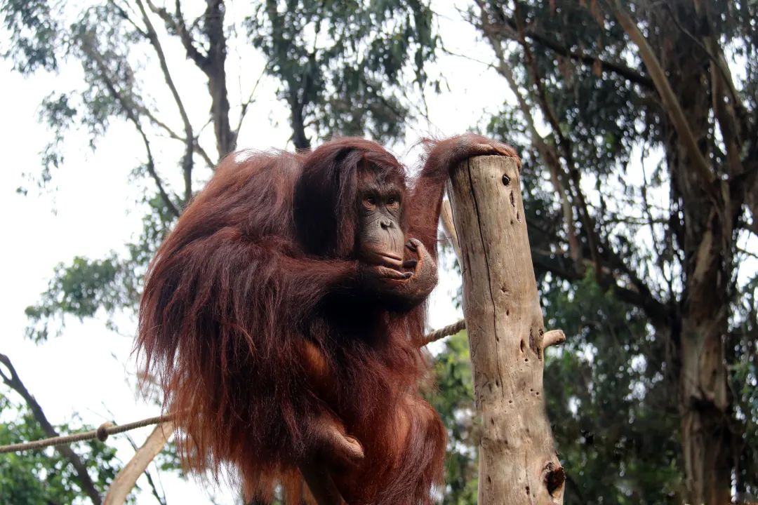云南野生动物园