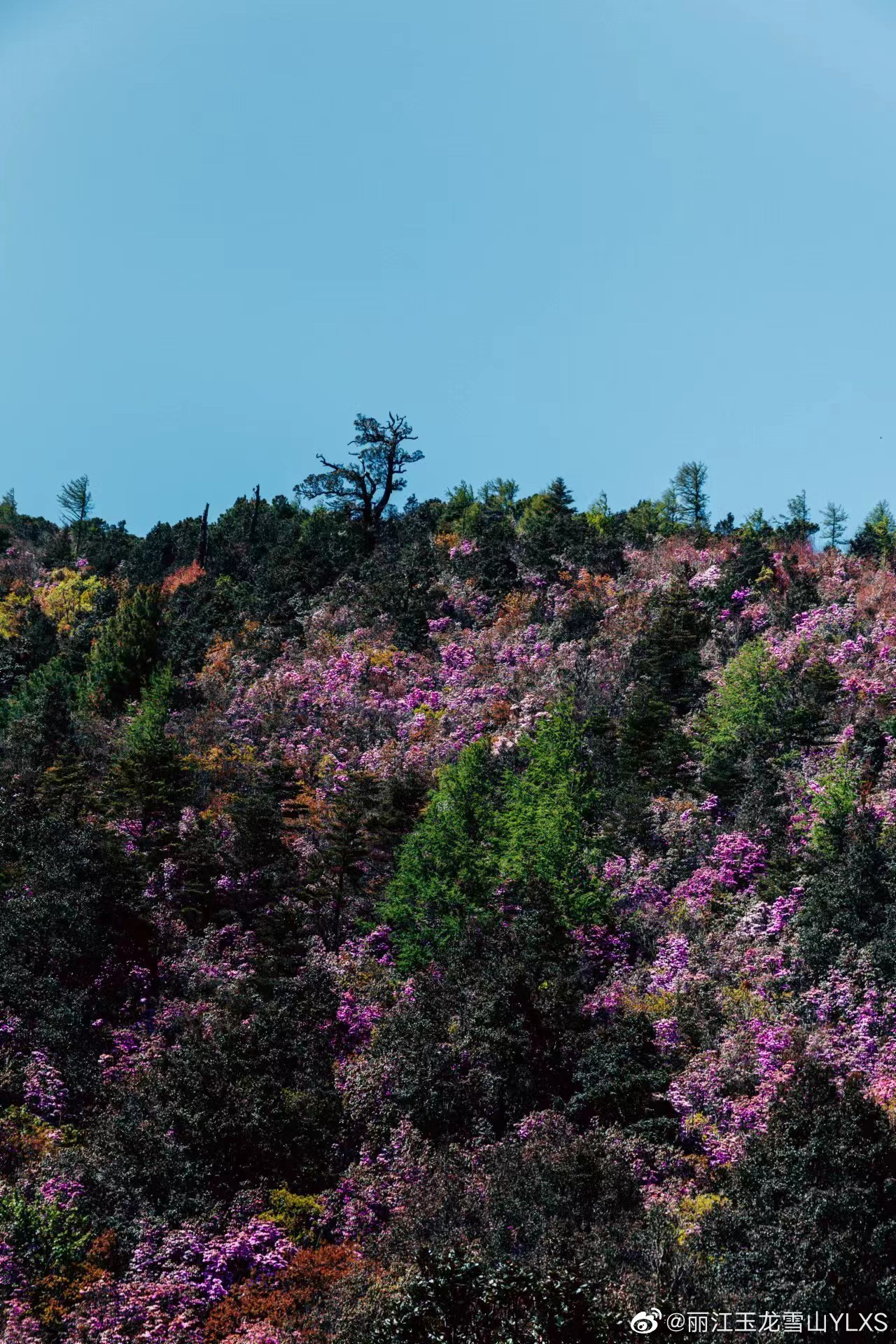 丽江玉龙雪山YLXS