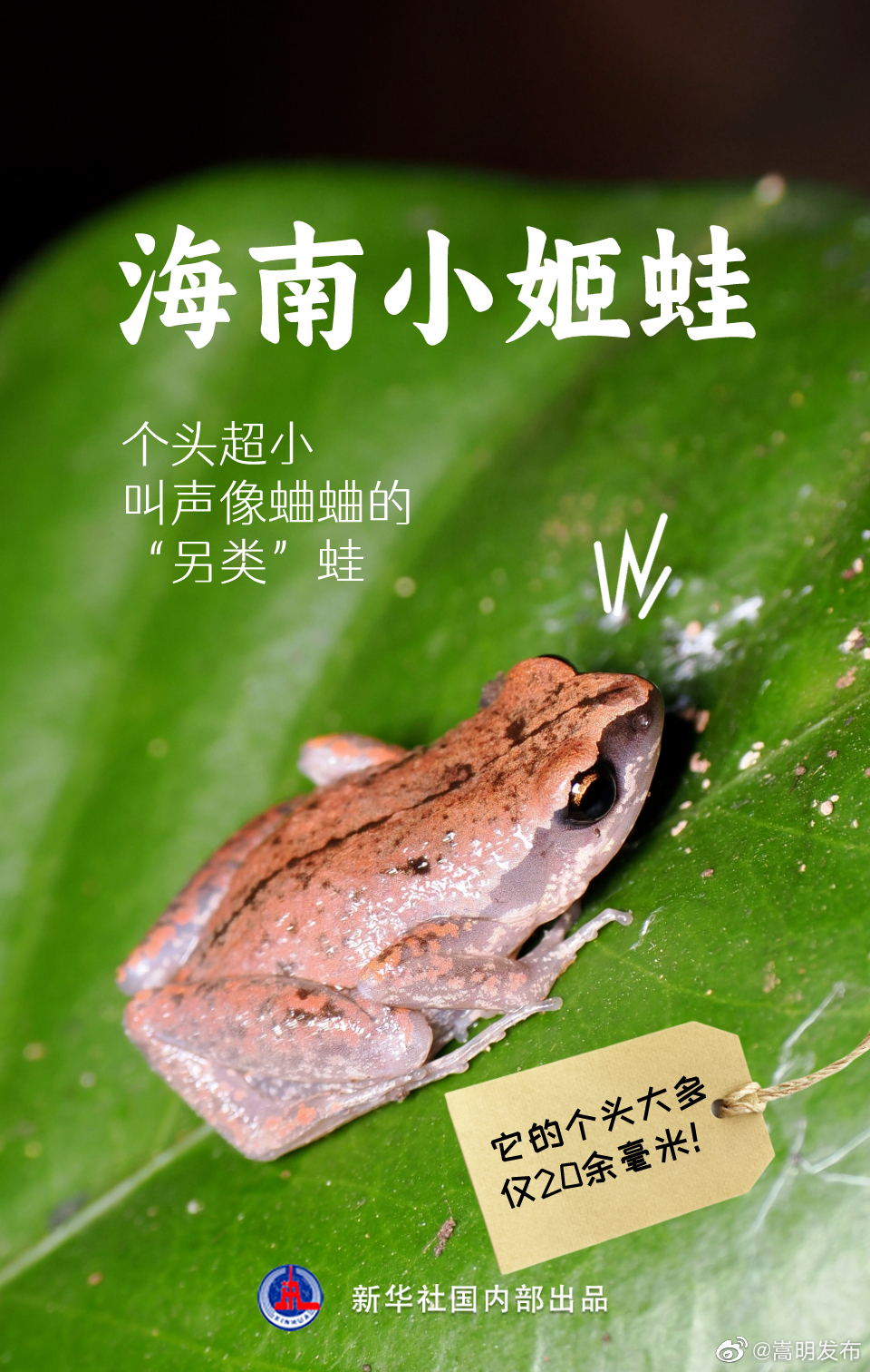 嵩明发布