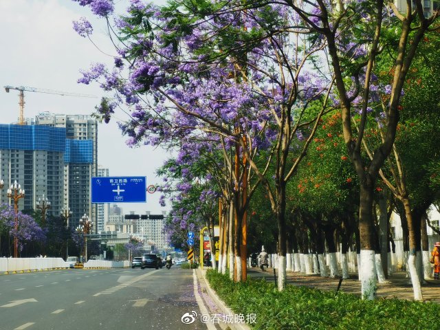 春城晚报