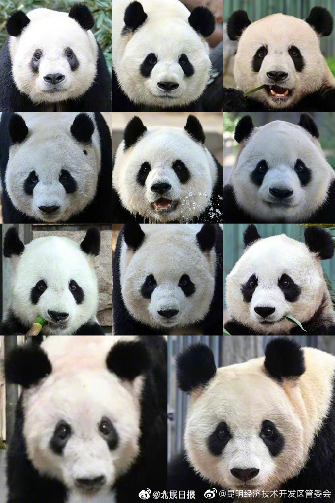 快来认认！北动大熊猫最新全家福