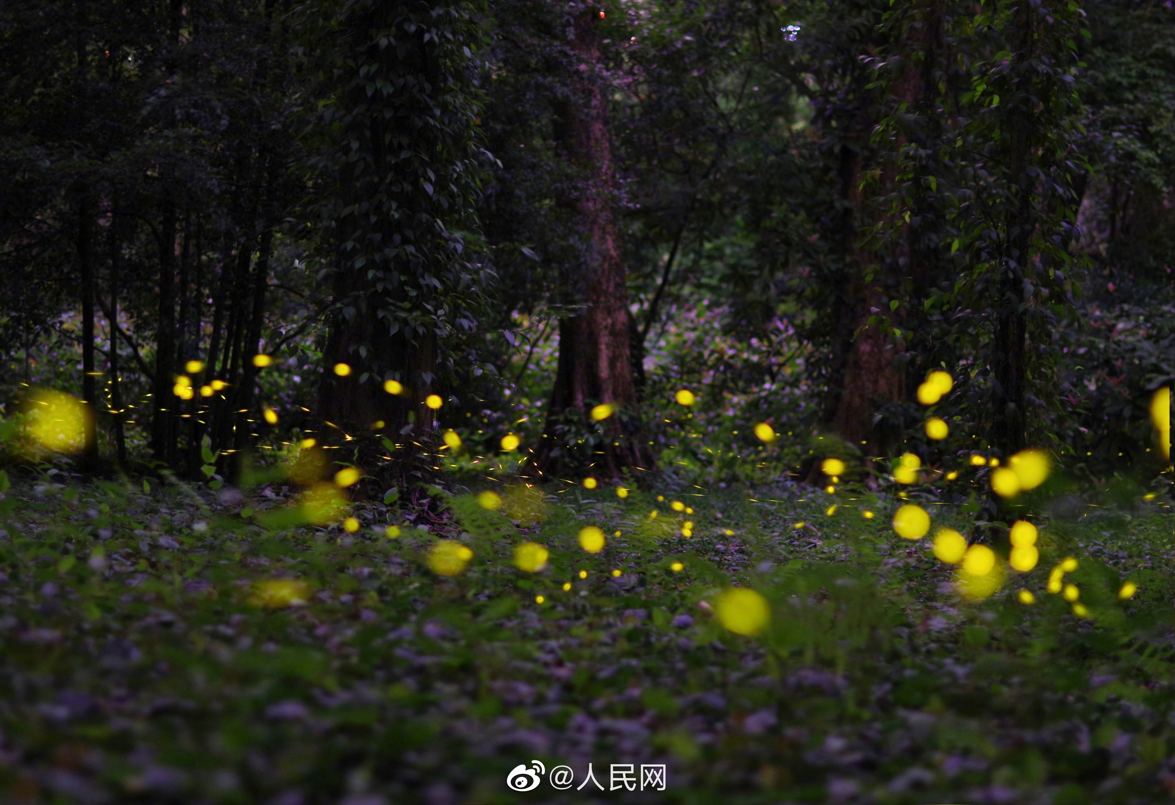 人民网