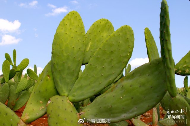 春城晚报