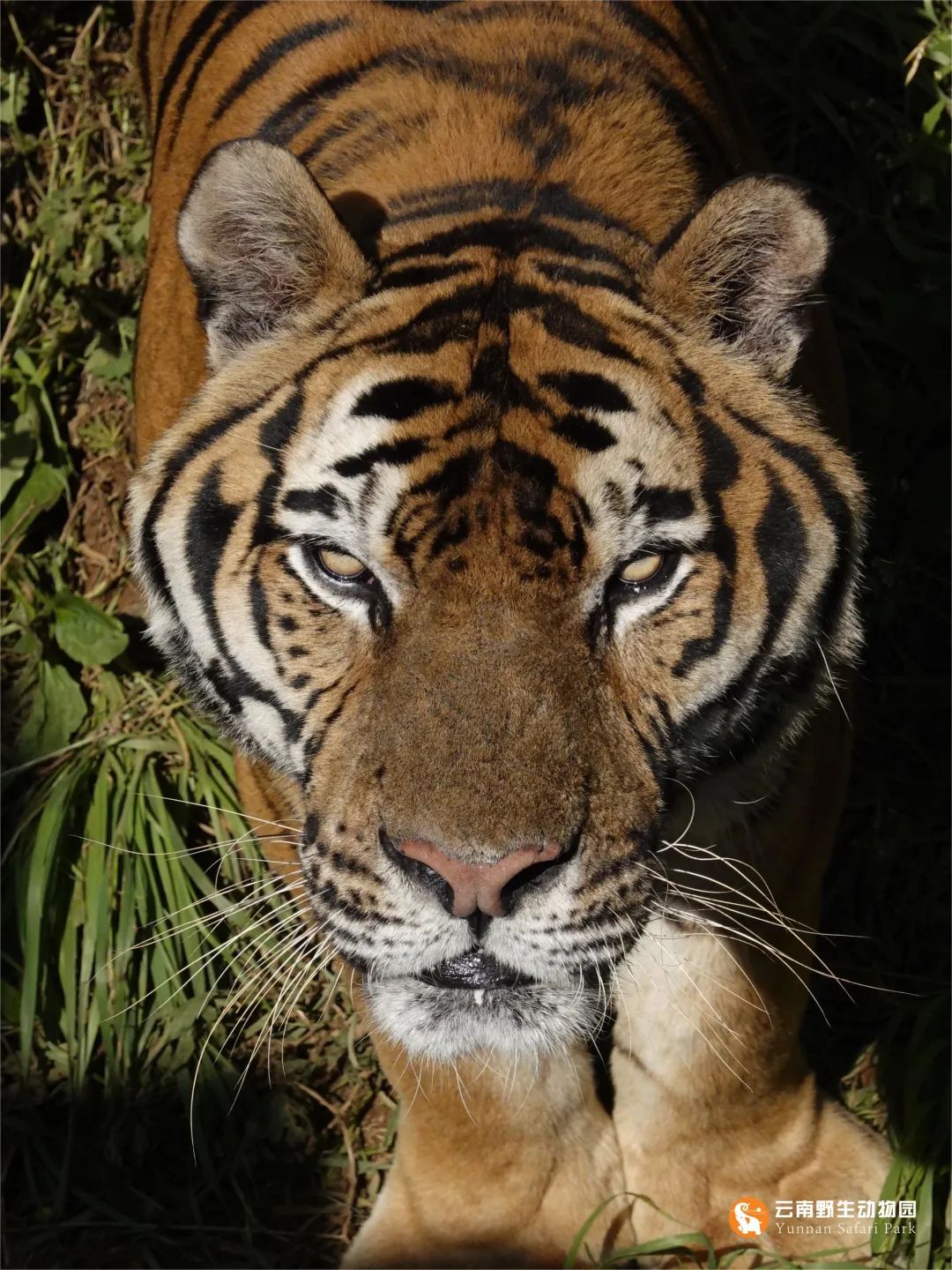 云南野生动物园