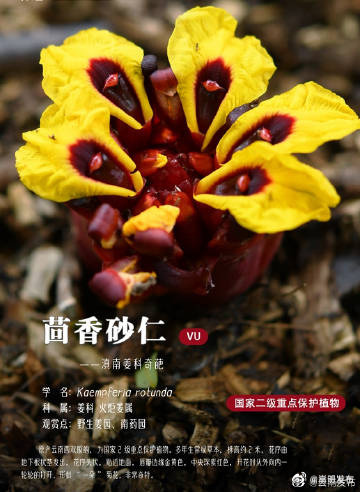 濒危物种茴香砂仁在西双版纳进行野外回归