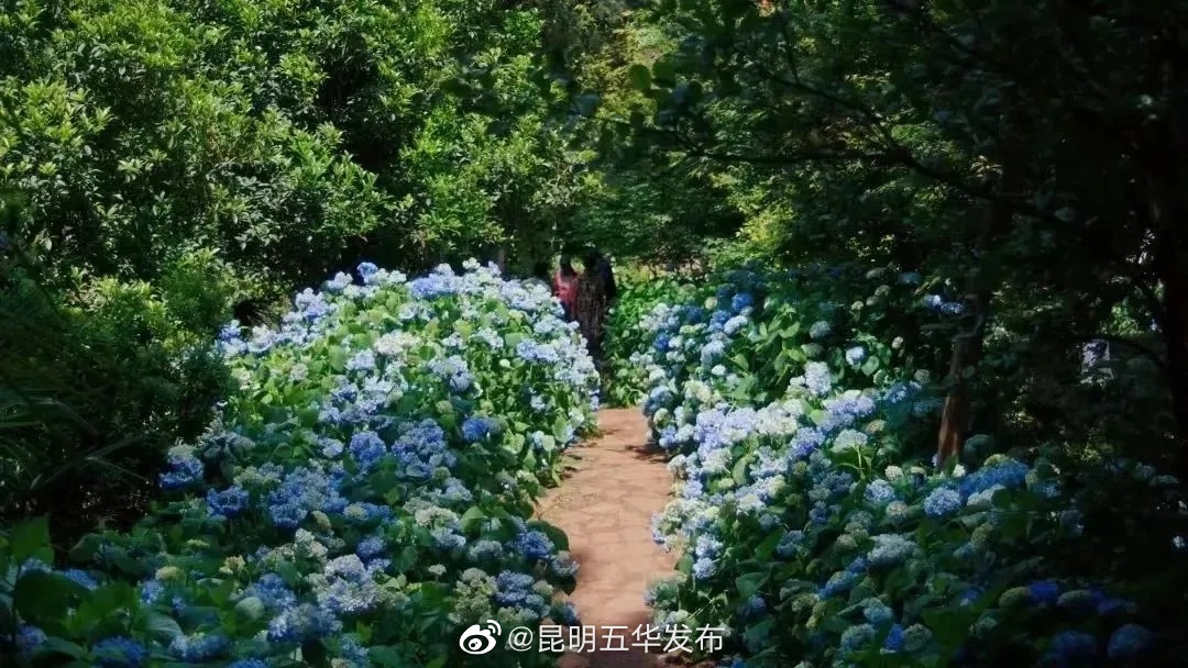 昆明五华发布
